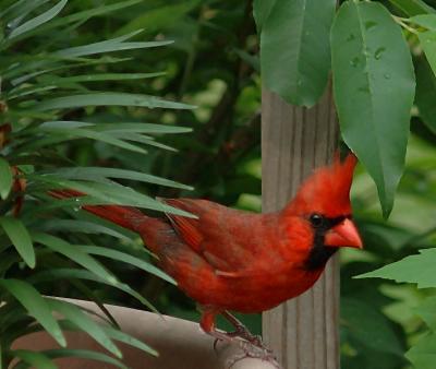 Adult male cardinal