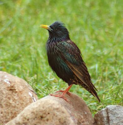 Starling after a nice dip in the pool