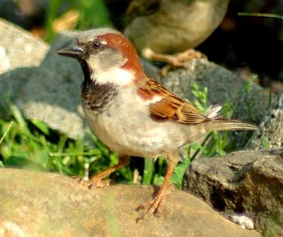 Adult male sparrow