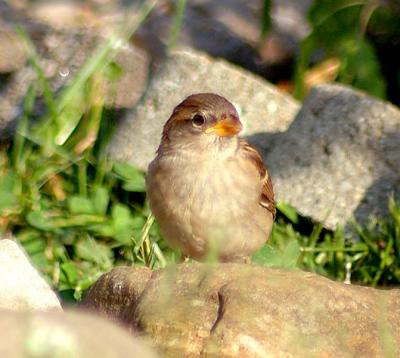 Baby sparrow