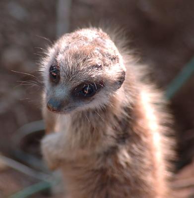 babymeerkat7577.jpg