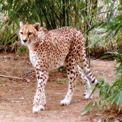 cheetah0273.jpg