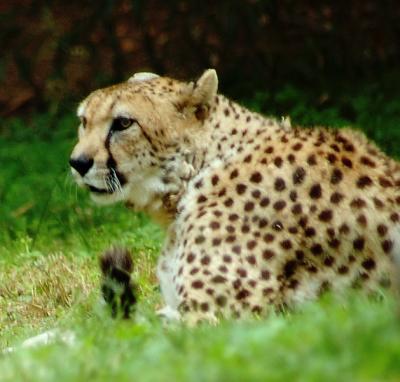 cheetah7642.jpg