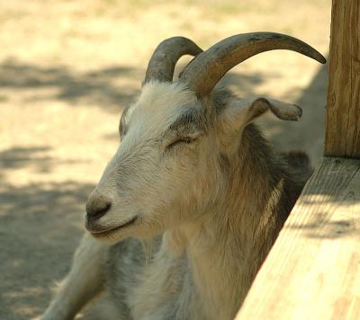 goat7442.jpg
