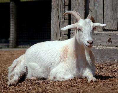 goat7444.jpg