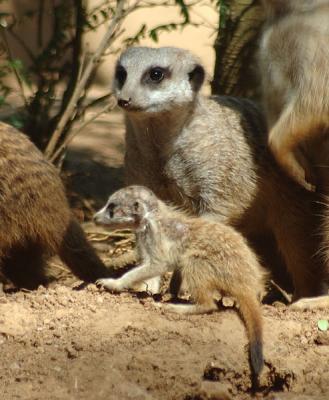 meerkats7350.jpg