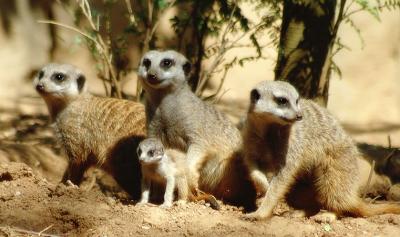 meerkats7353.jpg