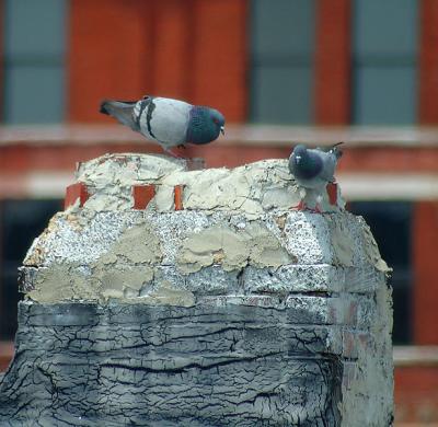 City Pigeons flirting with each other