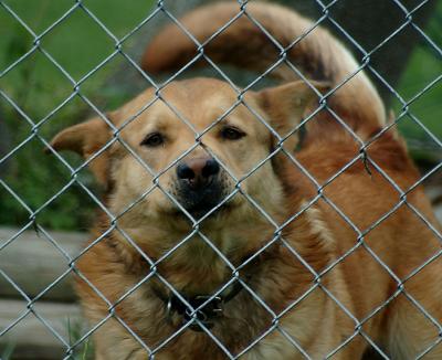dog5183.jpg