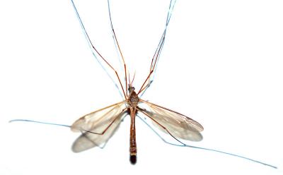 mosquito6550.jpg