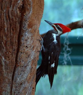 woodpecker7600.jpg