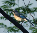 Adult male Bluejay