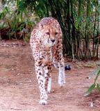 cheetah0274.jpg