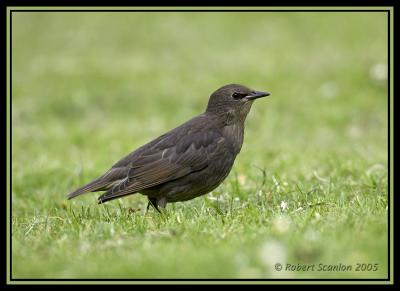 Common Starling 8