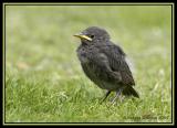Common Starling 7