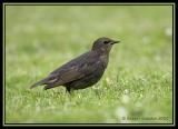 Common Starling 8