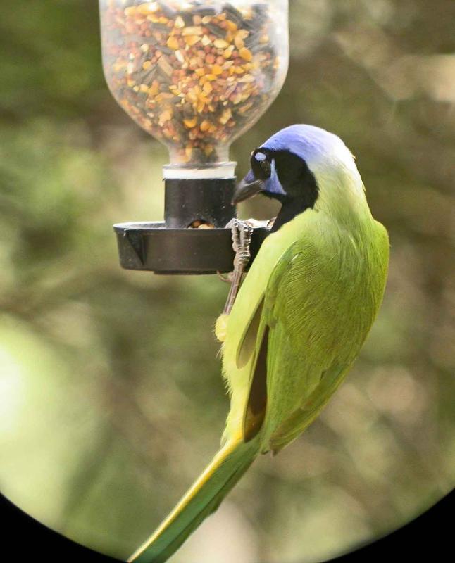 Green jay