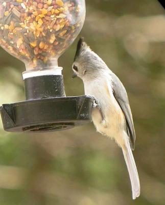 u26/rsthurston/medium/43285999.tuftedtitmouse.jpg