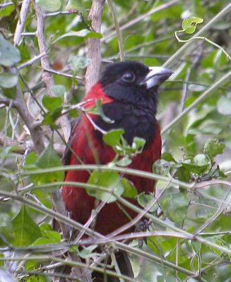u26/rsthurston/medium/43286008.CCgrosbeak.jpg