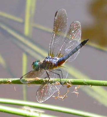 Dragonflies