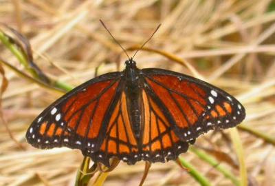 butterflies
