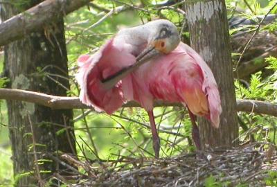 u26/rsthurston/medium/43318187.Roseatespoonbillpreening.jpg