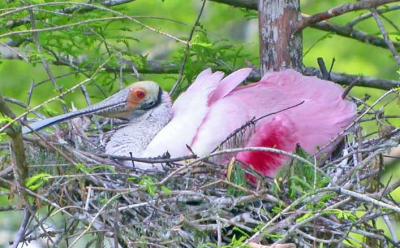 u26/rsthurston/medium/43331913.RoseateSpoonbillNesting_e.jpg