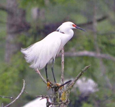 u26/rsthurston/medium/43331914.SnowyEgretBreeding.jpg