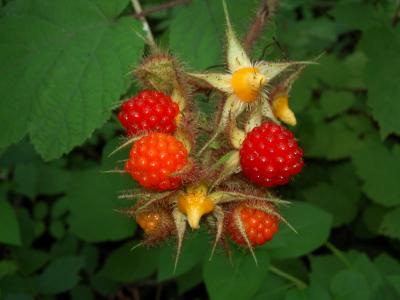 wild berries (large)