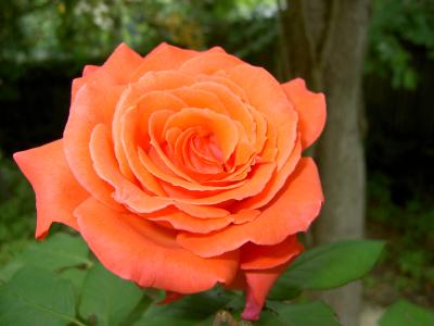 orange rose 400 (large)