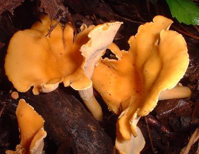 CHANTerelle and be happy!