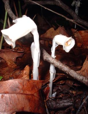 indian pipes