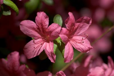 pink azalea (large)