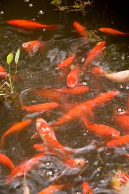 feeding frenzy 1