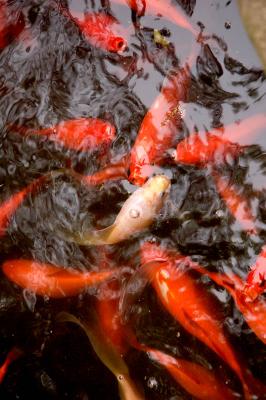 feeding frenzy 2