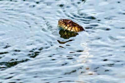 delaware river snake