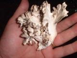 Wild young hen of the woods