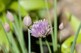chives
