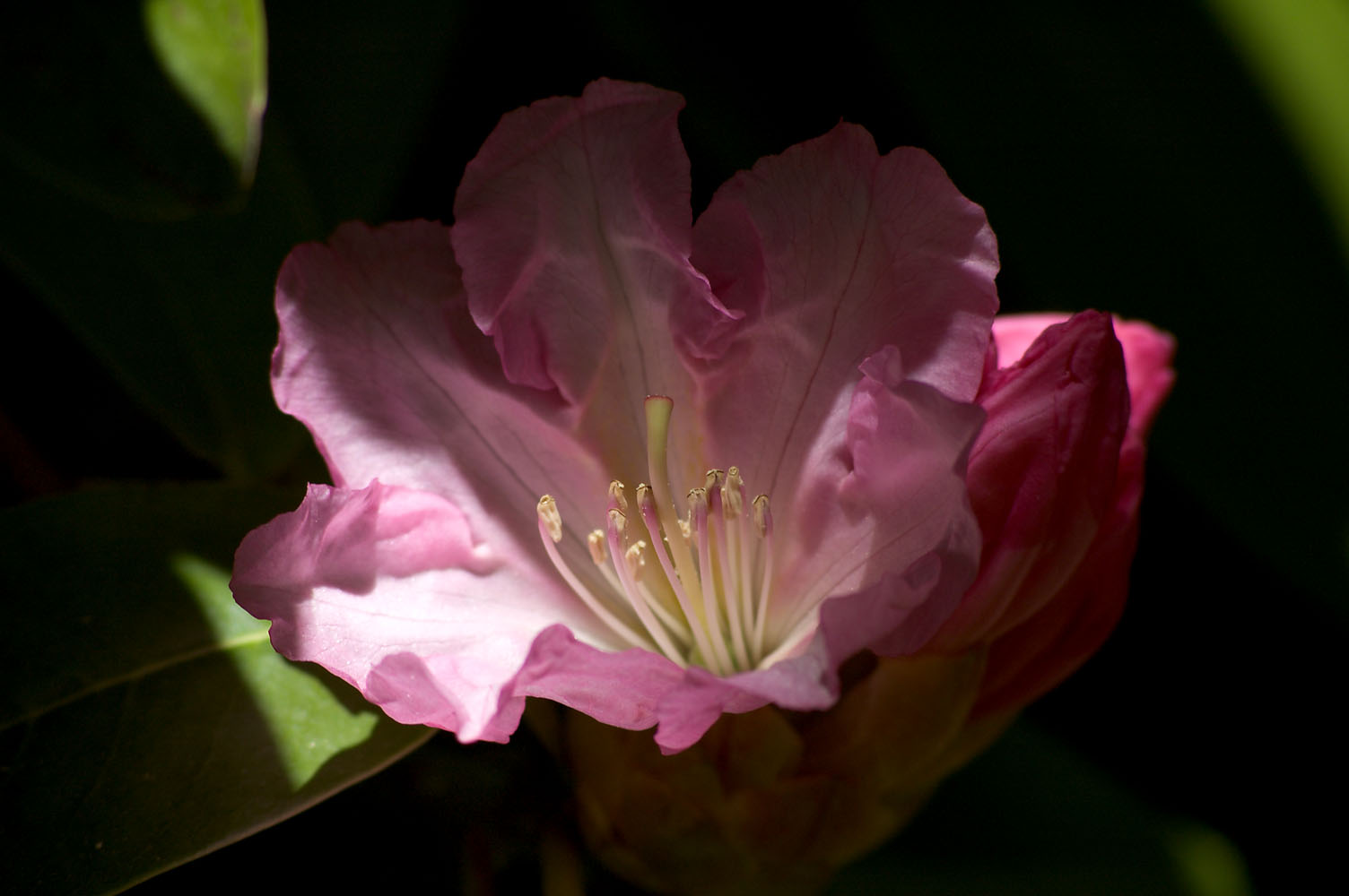 rhododendron (large)