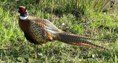 Pheasant 1.jpg