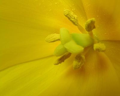 Pollen Bear.jpg