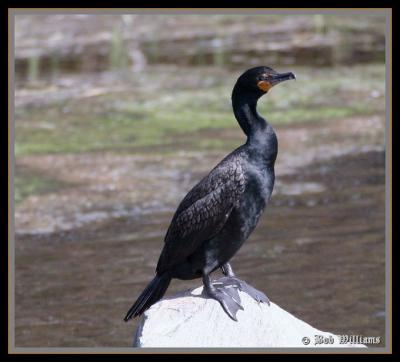 Cormorant 11.jpg