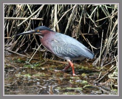 Green Heron 44.jpg