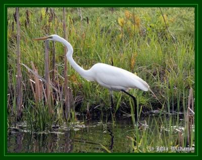 Egret 22.JPG