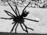 May 19:  Stalking the Wild Spider