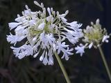 The  Agapanthus