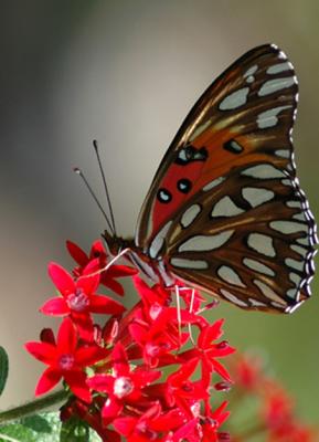 Butterflly4.jpg