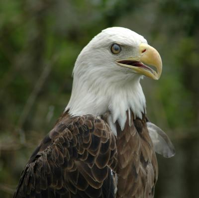 Eagle1.jpg