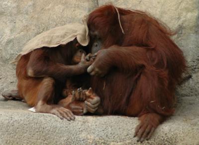 u26/s_sison/medium/43742196.Orangs.jpg