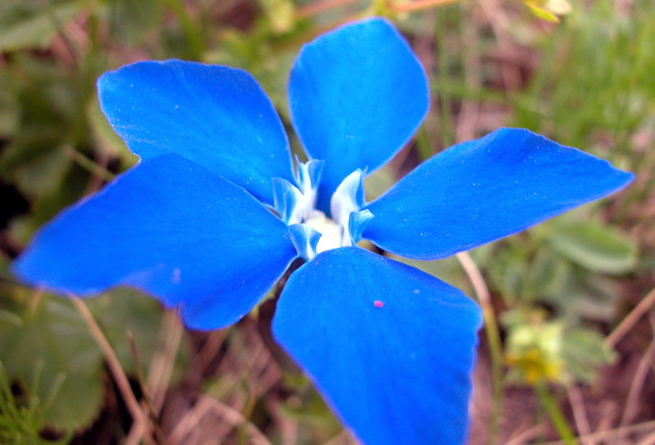 gentiana verna ssp. pontica